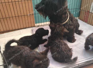 Adorable Scottish Terrier puppies available