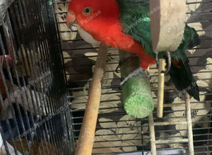 Wanted parrots/parakeets