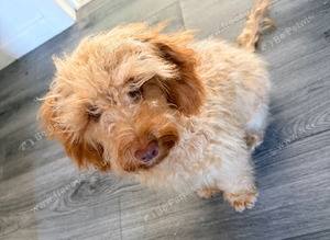 Female cockapoo - cooper