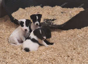 Lovely Jack Russell puppies for sale, 2 girls left! Ready 25th September!