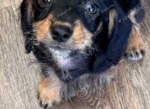 Chihuahua x dachshund chiweenies