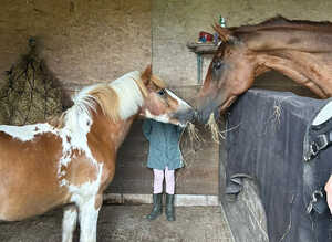 6 year old Dartmoor hill pony
