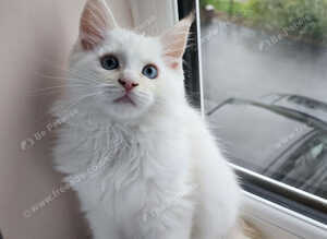 Maine coon x ragdoll