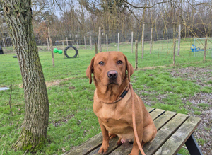Fox Red Labrador for Stud