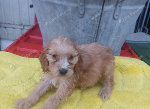 Cockapoo puppy one left