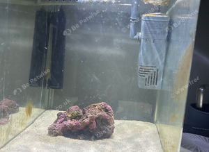 Everything in marine tank (no tank)