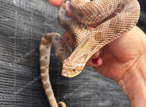 Hognose het albino