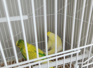 Breeding pairs of budgies