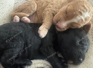 Cockapoo puppies