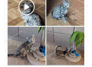 3 BEAUTIFUL TIGER KITTENS LOOKING FOR LOVING HOMES!