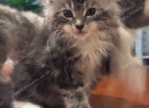 Fantastic Young Maine Coon Male, Active Type