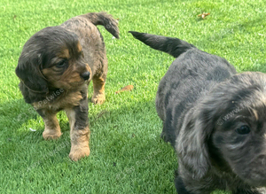 2 female cocker spaniel puppies