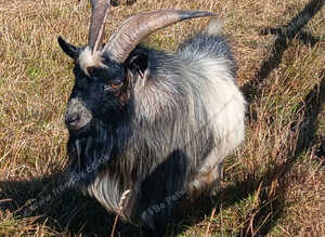Pygmy Billy Goat