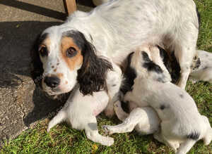 Cocker Spaniel Pups, Working Type, KC Reg