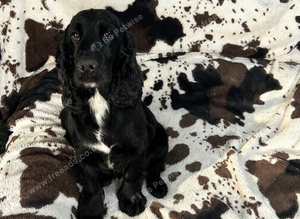 Jersey our black show cocker spaniel is due on 30th October