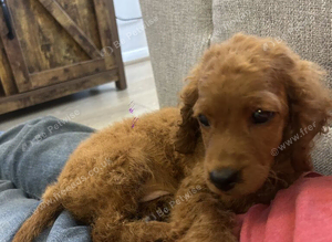 cockapoo for sale