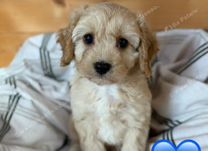 Cavapoo