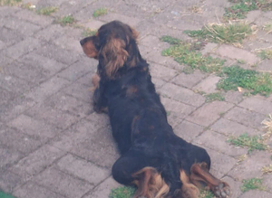 Cocker spaniel dog to stud