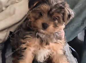 Merle boy and a black and tan biewer yorkie