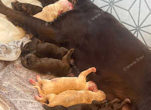 Beautiful Working x Show Cocker Spaniel Puppies &ndash; Home Raised, Ready for Their Forever Homes