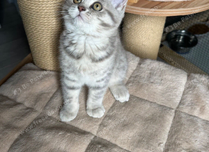 Scottish fold