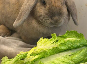 Mini lop