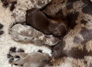 Stunning pedigree mini dauchound