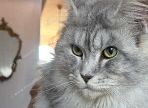 TICA Registered Last 2 boys black silver tabby bicolour blue & white