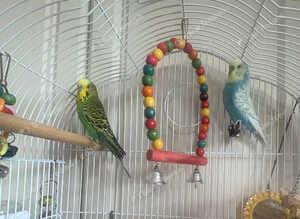Budgies looking to be rehomed