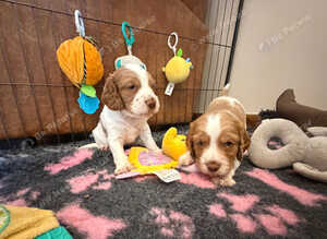 Beautiful Working Cocker Spaniel Puppies