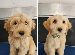 Dog Grooming Appointments available