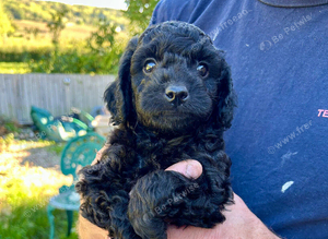 READY SOON Gorgeous Cockapoo pups