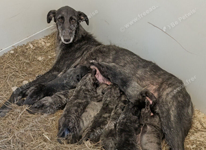Wolfhound/Caucasian