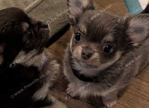 Tiny KC reg long haired chihuahuas