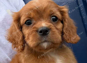 King Charles Cavalier puppies