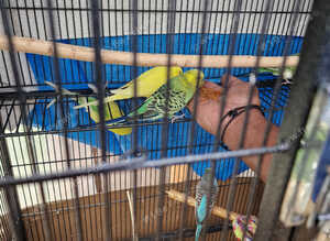 Budgies 4 sale