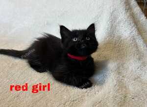 Ragdoll x kittens