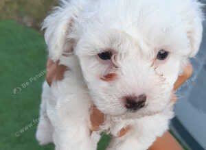Bichon