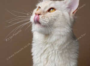 Adult and you do Mainecoon's