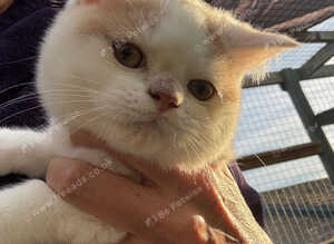 British shorthair kittens