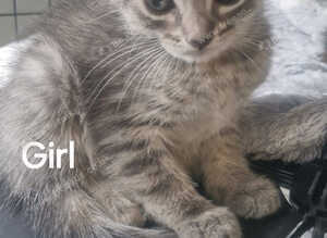 Beautiful bengal tabby kittens