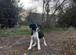2 gorgeous & playful sprollies looking for their forever homes