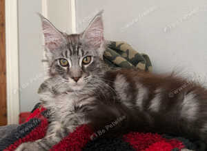15 week full mainecoon