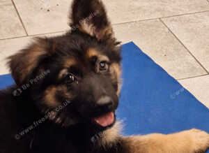 Pedigree German Shepherd puppies ready now