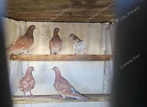 Pigeon