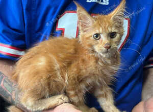 Girl Maine Coon Kittens