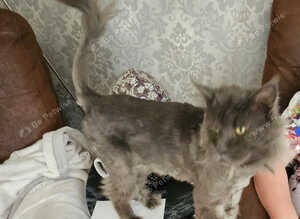 Male blue mainecoon