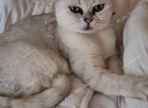 Beautiful British shorthair