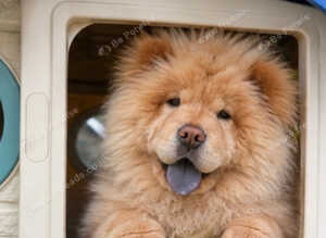 Luna the caramel chow chow