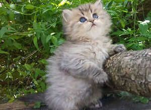 Chinchilla and golden chinchilla persian kittens - READY to go